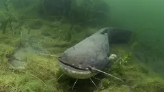 Somi de sute de kilograme: trebuie să ne temem de acești deținători de recorduri?