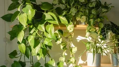 Un efect uimitor fără efort: cum planta Potos transformă spațiul