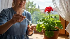 Geraniile și orhideele își revin în doar câteva săptămâni — este nevoie doar de o singură picătură din acest remediu casnic