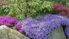 Cele mai bune plante perene de talie mică pentru prim-plan: o grădină de flori care nu necesită îngrijire