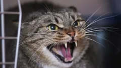 Nu e răutăcioasă, ci speriată: de ce pisica ta șuieră și zgârie